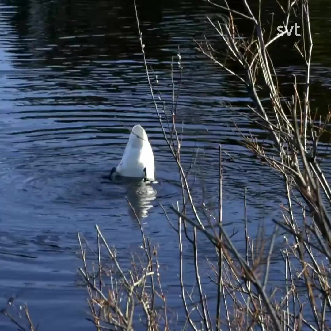 Svanchocken i sjön